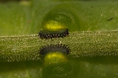 tomato worm-img_828603